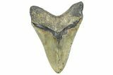 Serrated, Fossil Megalodon Tooth - North Carolina #363746-2